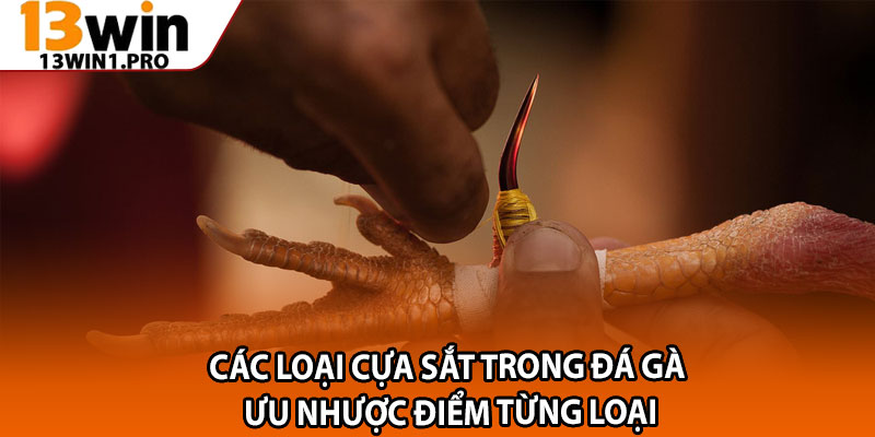 Các Loại Cựa Sắt Trong Đá Gà – Ưu Nhược Điểm Từng Loại 1 Cac Loai Cua Sat Trong Da Ga – Uu Nhuoc Diem Tung Loai