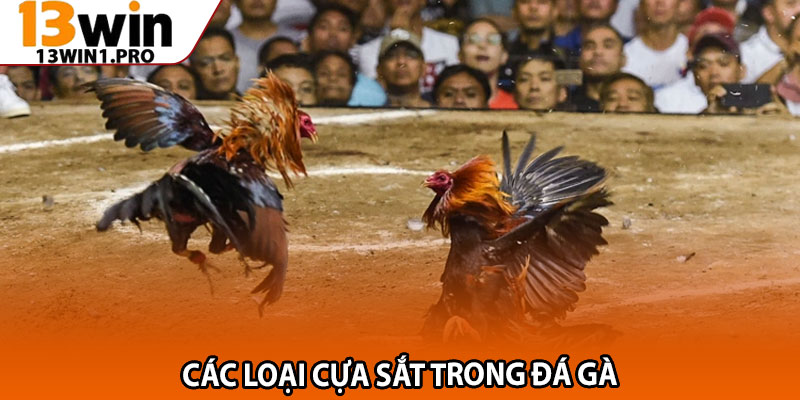 Các Loại Cựa Sắt Trong Đá Gà – Ưu Nhược Điểm Từng Loại 2 Các loại cựa sắt trong đá gà