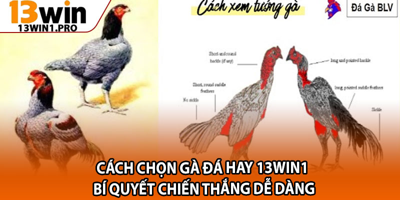 Cách Chọn Gà Đá Hay 13win1 – Bí Quyết Chiến Thắng Dễ Dàng 2 Cach Chon Ga Da Hay 13win1 – Bi Quyet Chien Thang De Dang