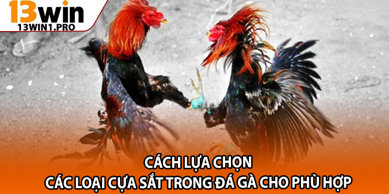 Các Loại Cựa Sắt Trong Đá Gà – Ưu Nhược Điểm Từng Loại 4 Cách lựa chọn các loại cựa sắt trong đá gà cho phù hợp
