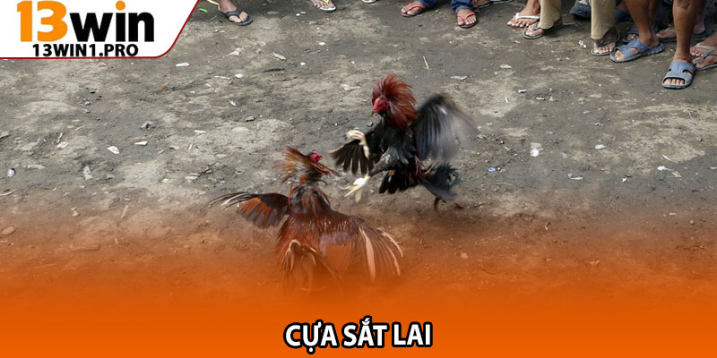 Các Loại Cựa Sắt Trong Đá Gà – Ưu Nhược Điểm Từng Loại 3 Cựa sắt lai