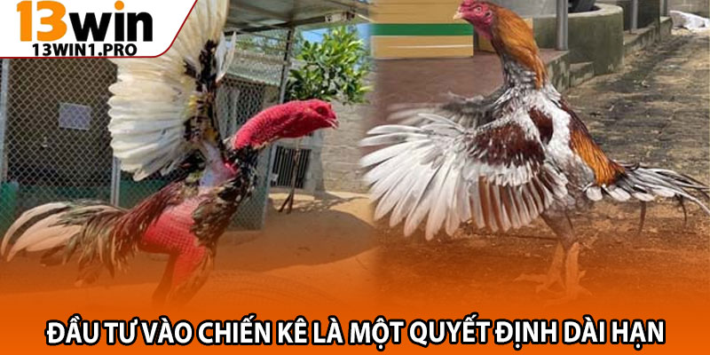 Cách Chọn Gà Đá Hay 13win1 – Bí Quyết Chiến Thắng Dễ Dàng 3 Đầu tư vào chiến kê là một quyết định dài hạn
