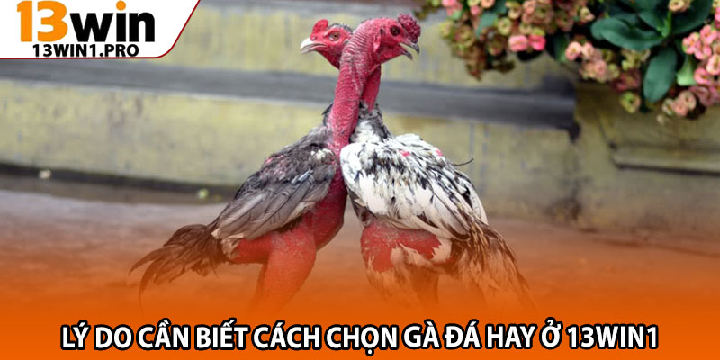 Cách Chọn Gà Đá Hay 13win1 – Bí Quyết Chiến Thắng Dễ Dàng 2 Lý do cần biết cách chọn gà đá hay ở 13win1