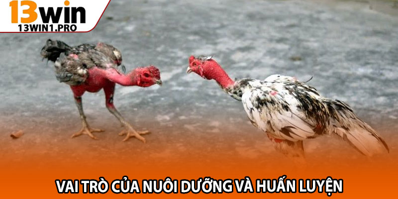 Cách Chọn Gà Đá Hay 13win1 – Bí Quyết Chiến Thắng Dễ Dàng 4 Vai trò của nuôi dưỡng và huấn luyện